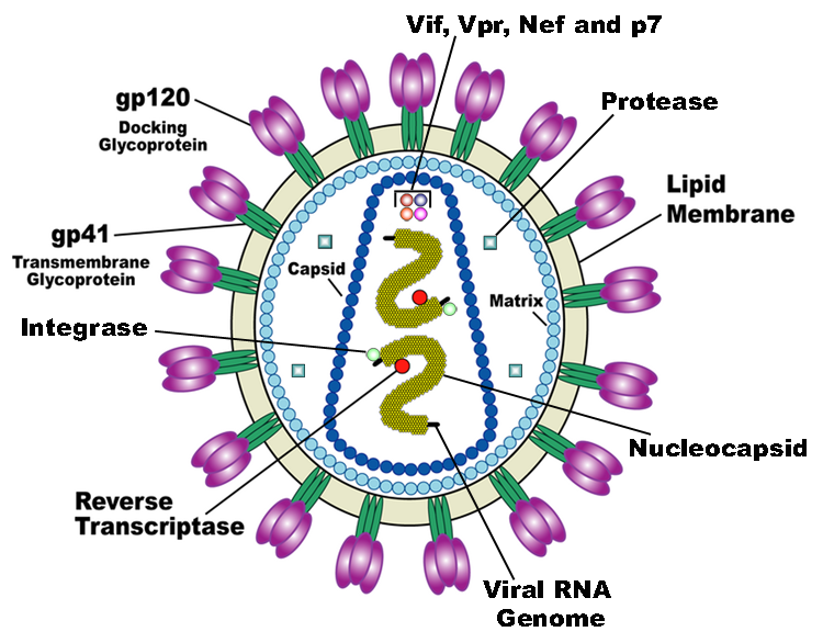 Possible Breakthrough in Search for HIV Vaccine